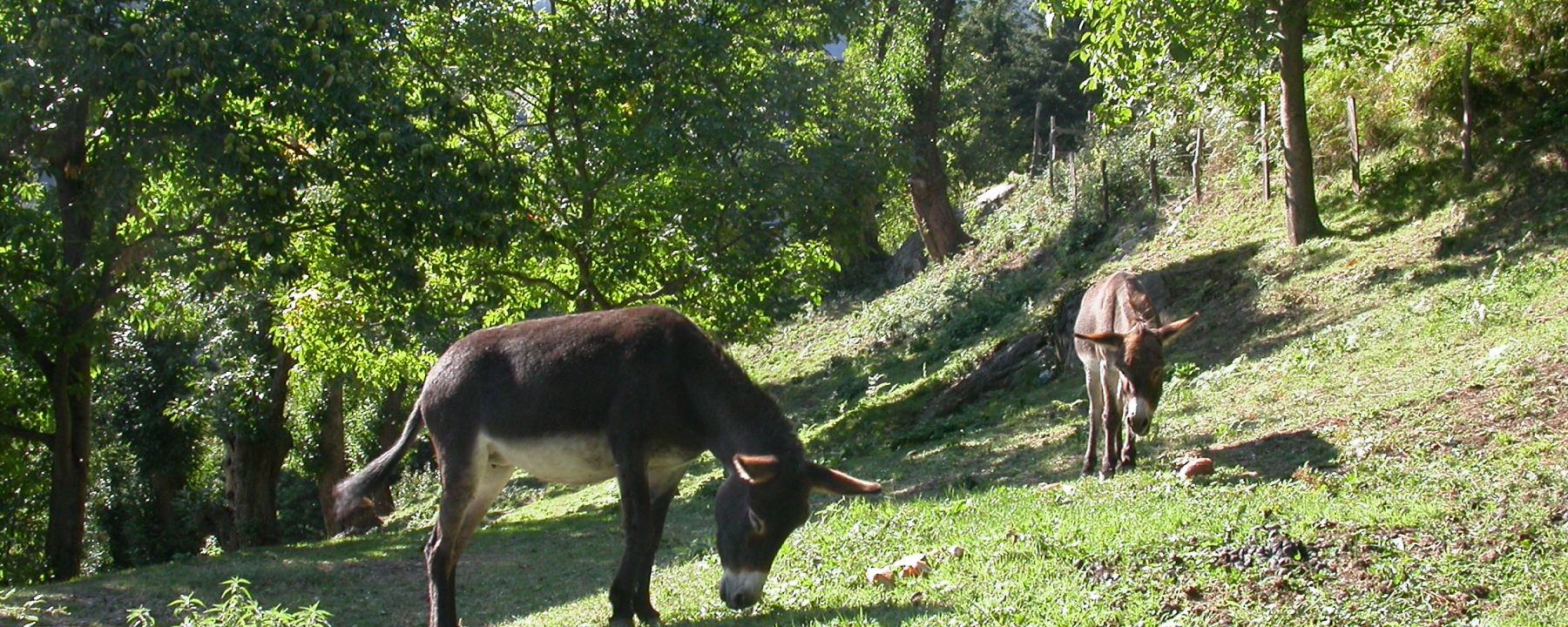 Asini sul percorso