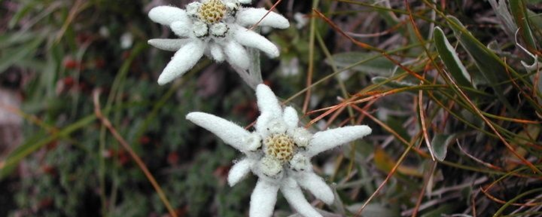 Edelweiss