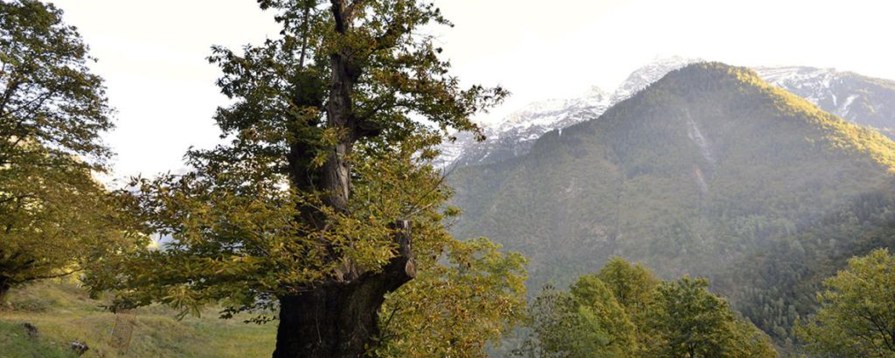 CASTAGNO MUNUMENALE