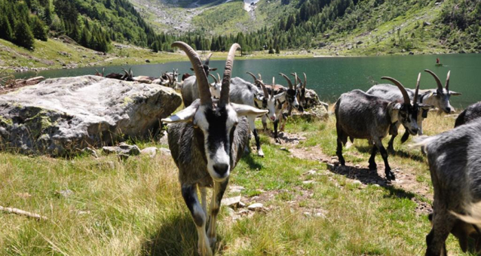 Laghetto Val Cama