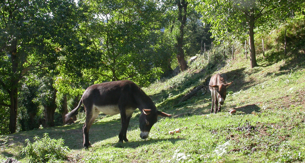 Asini sul percorso Asini sul percorso
