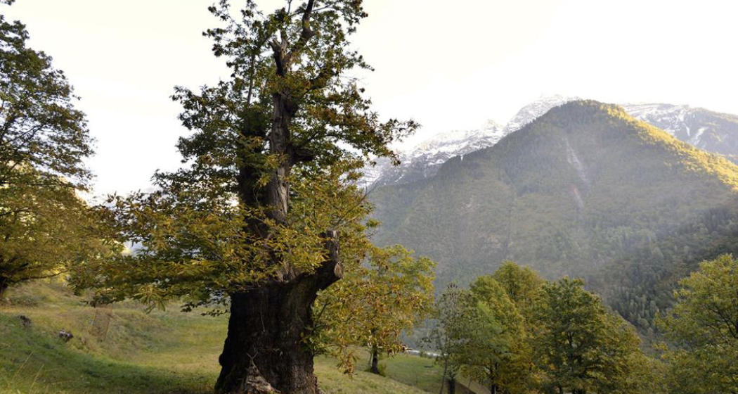 CASTAGNO MUNUMENALE CASTAGNO MUNUMENALE