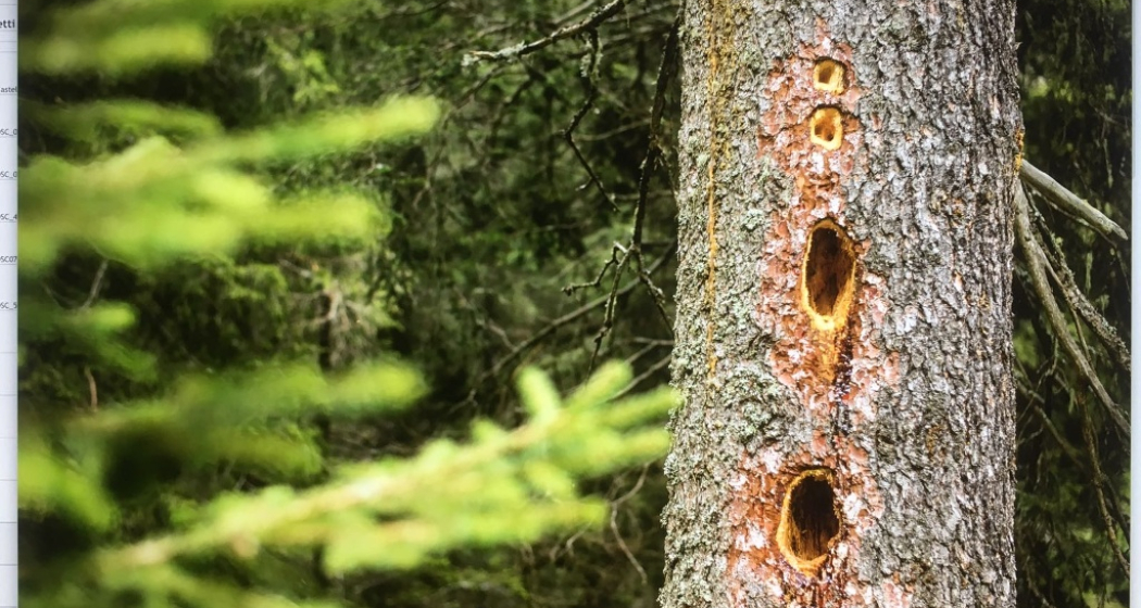 Golena Andrana (oua_37942584_image) Golena Andrana (oua_37942584_image)