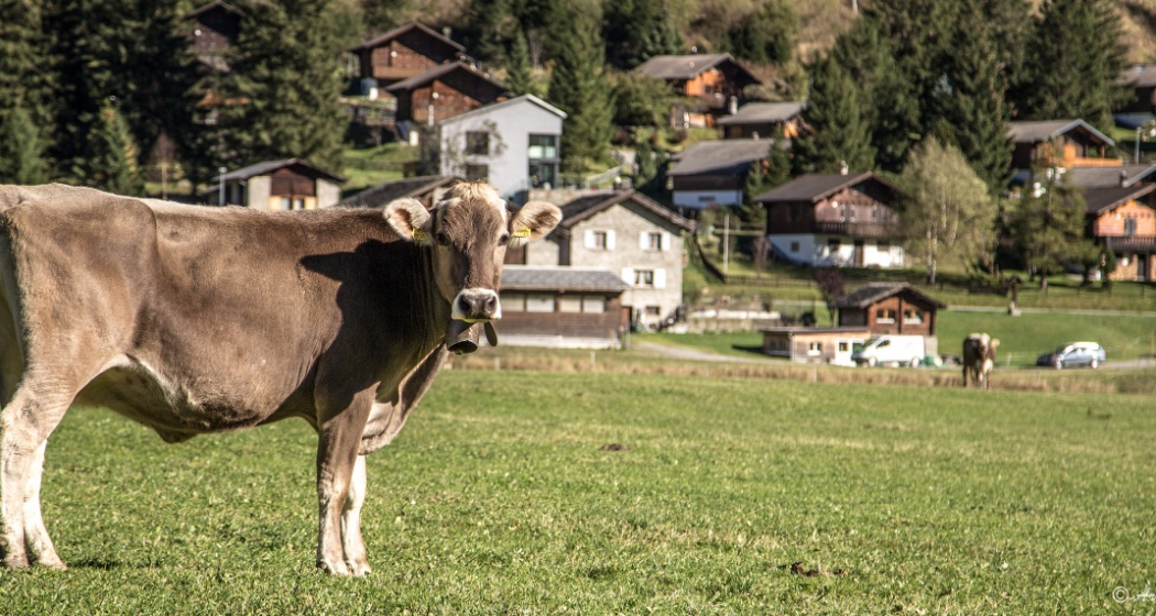 642 Pignela - San Bernardino (Mesolcina) (oua_37942586_image)