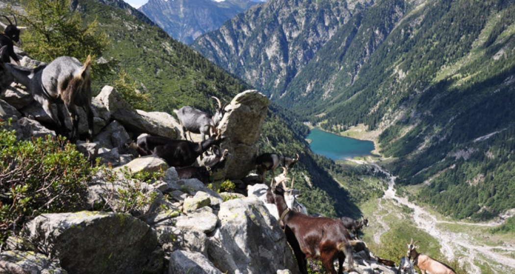 Bocchetta d'Agnon - le vie del Viandante (oua_51747931_image) Bocchetta d'Agnon - le vie del Viandante (oua_51747931_image)