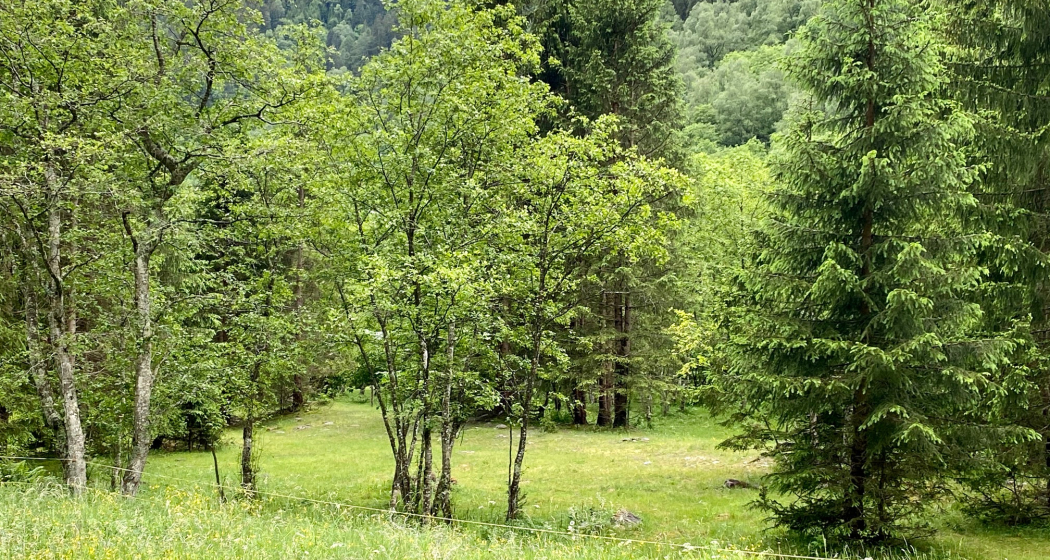 Campeggio " Aug da Ross" Augio - Comune di Rossa (oua_54771321_image) Campeggio " Aug da Ross" Augio - Comune di Rossa (oua_54771321_image)