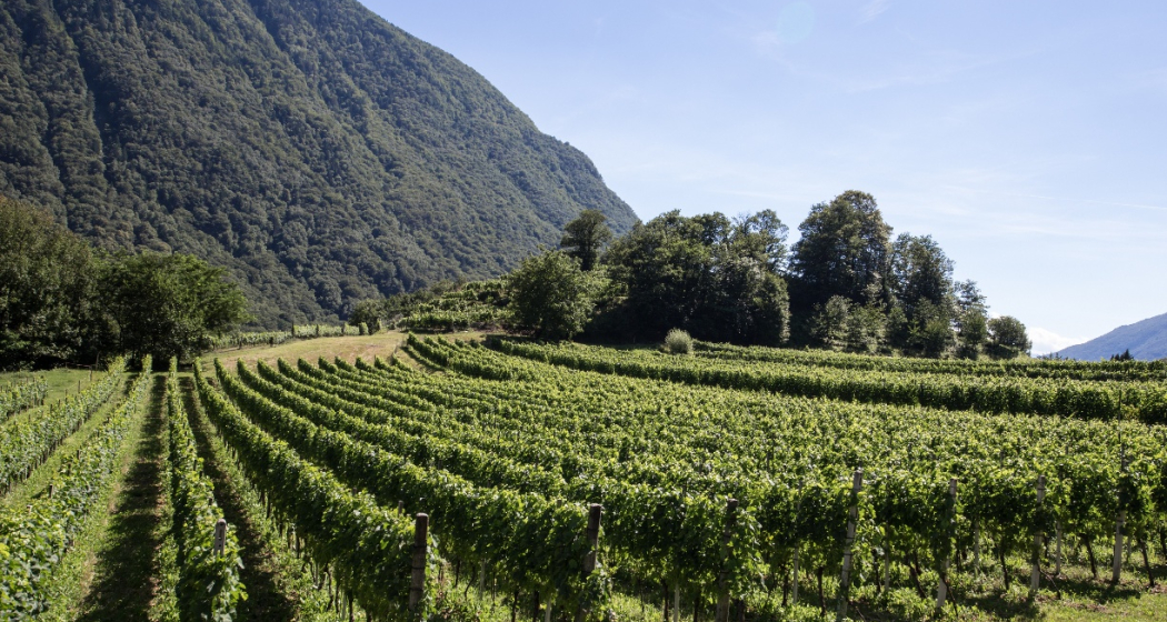 San Vittore (oua_55705234_image) San Vittore (oua_55705234_image)