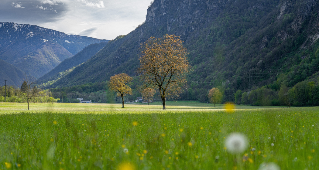 Lostallo (oua_602678241_image) Lostallo (oua_602678241_image)