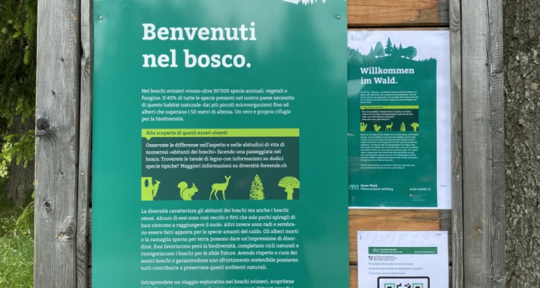 Sentiero “Diversità Forestale” – Un viaggio nella biodiversità alpina di San Bernardino (oua_615567627_image) Sentiero “Diversità Forestale” – Un viaggio nella biodiversità alpina di San Bernardino (oua_615567627_image)