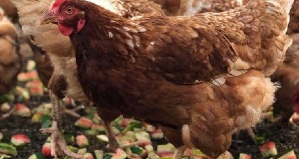 Biobarnom (oua_74678697_image) Biobarnom (oua_74678697_image)