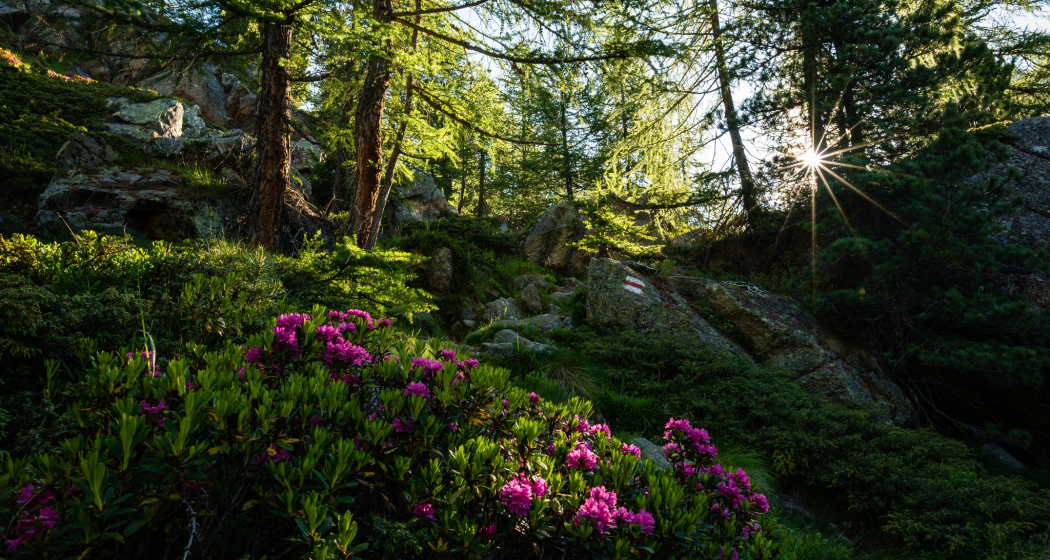 WALKING | Sanbe Trail & Vertical Contest (oua_96000782_image) WALKING | Sanbe Trail & Vertical Contest (oua_96000782_image)