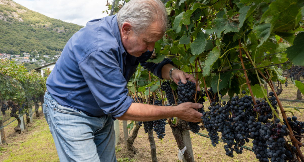 Cantina Ai Filat (oua_99461216_image)