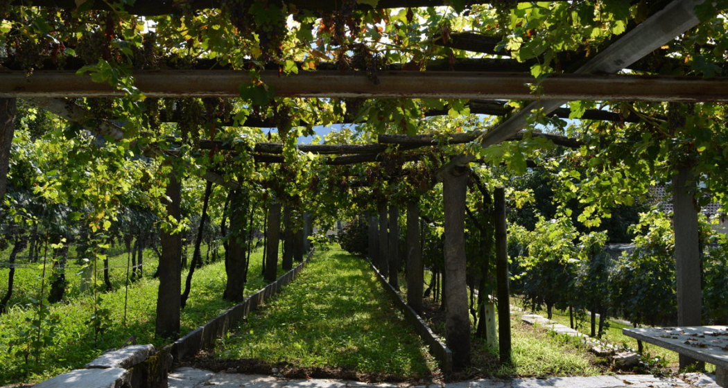 Cantina Ai Filat (oua_99461219_image)