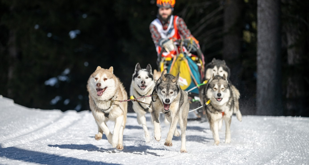 Gara cani da slitta (gdl_904350957_image)