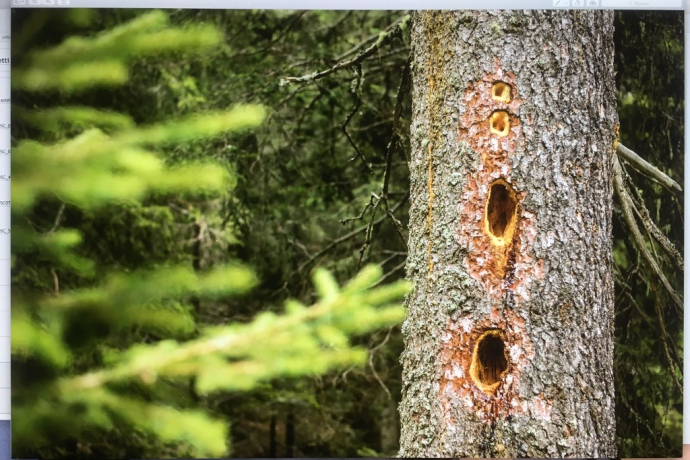 Golena Andrana (oua_37942584_image)