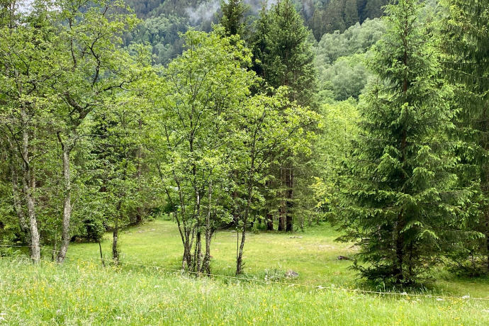 Campeggio " Aug da Ross" Augio - Comune di Rossa (oua_54771321_image) Campeggio " Aug da Ross" Augio - Comune di Rossa (oua_54771321_image)