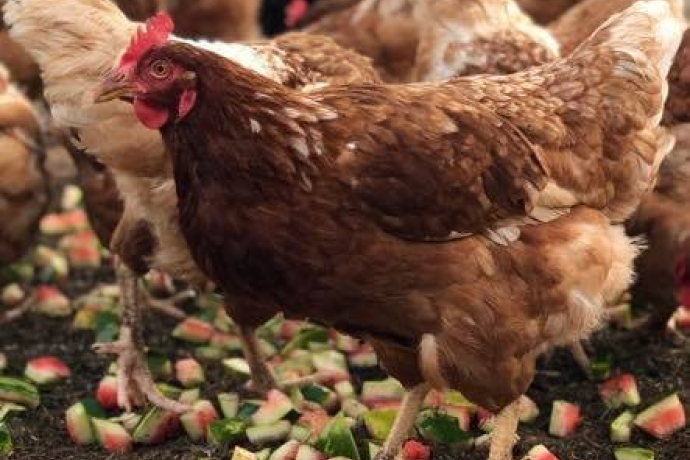 Biobarnom (oua_74678697_image) Biobarnom (oua_74678697_image)