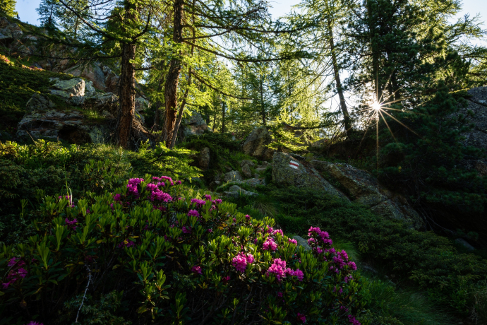 WALKING | Sanbe Trail & Vertical Contest (oua_96000782_image)