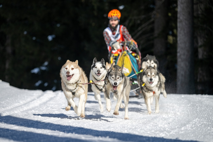 Gara cani da slitta (gdl_904350957_image)