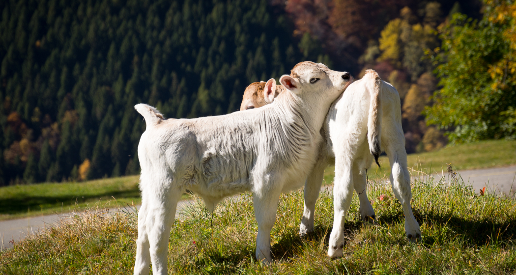 Calanca Braggio Mucca Calanca Mucca