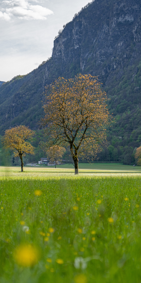 La campagna di Lostallo verso Sorte