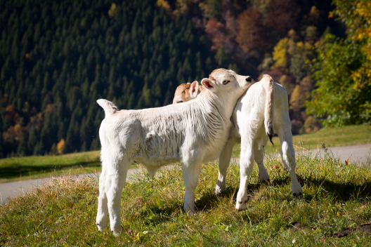Calanca Mucca 
