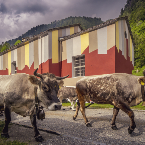 Alcune mucche transitano davanti alla cappella all'entrata del villaggio di Rossa