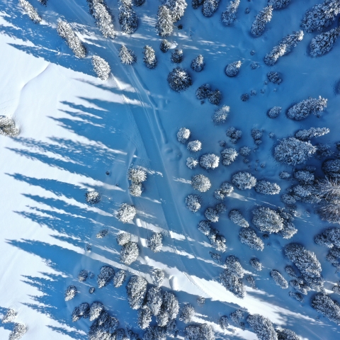 La foresta innevata La foresta innevata