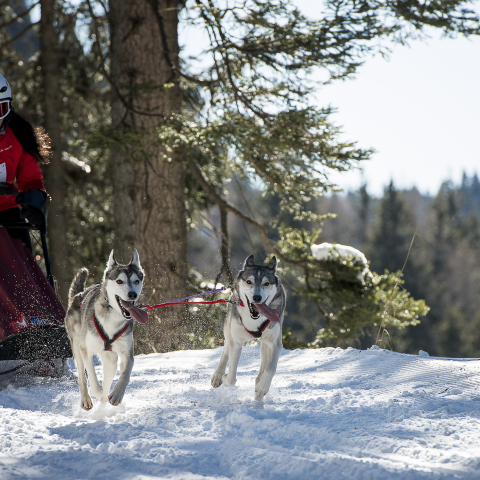 Sleddog del San Bernardino Gara con i cani da slitta, al San Bernardino