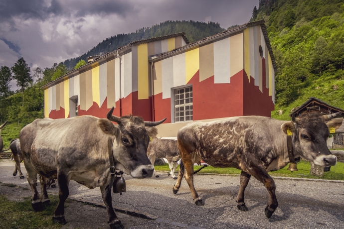 Alcune mucche transitano davanti alla cappella all'entrata del villaggio di Rossa