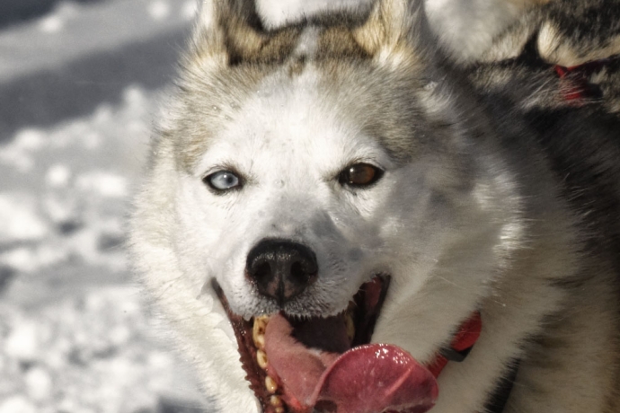 sleddog cani slitta sleddog cani slitta