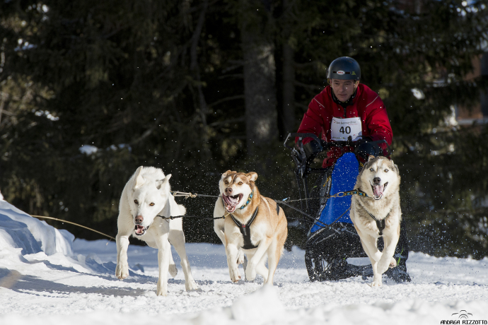 sleddog cani slitta sleddog cani slitta