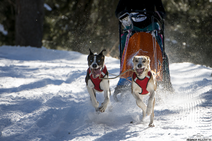 sleddog cani slitta sleddog cani slitta