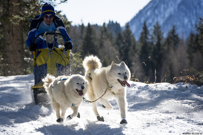 sleddog cani slitta sleddog cani slitta