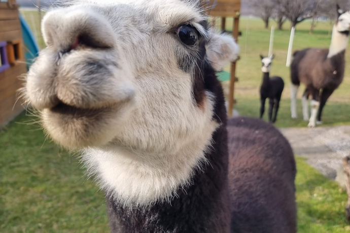 Lama