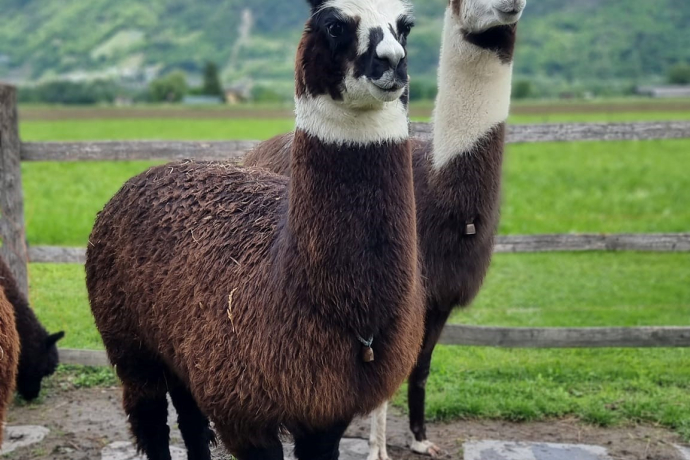 Lama