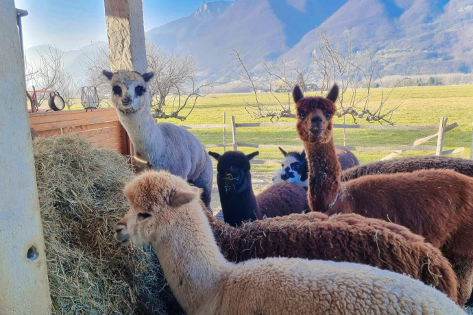 alpaca