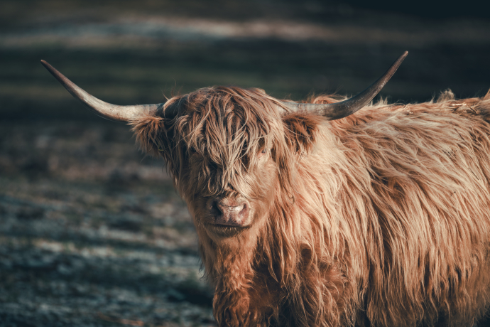 Mucca scozzese