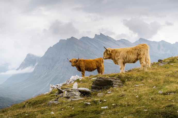 Highland-Rinder grasen auf der Alp in der Val Calanca (Foto: © Fabian Künzel) Zwei Highland-Rinder auf einer Weide mit Bergen im Hintergrund