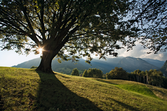 Giova
