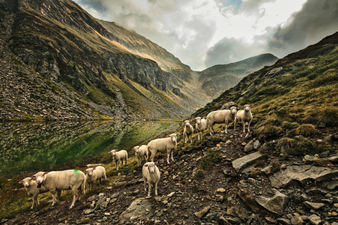 Schafe ziehen entlang des Lagh de Calvaresc oberhalb von Rossa (Foto: © Schweiz Tourismus / Marcus Gyger) Schafherde am Berghang bei einem klaren Bergsee