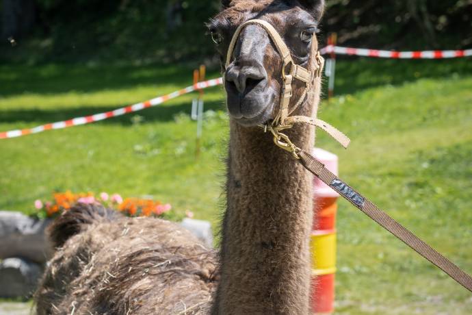 Trekking con lama e alpaca Trekking con lama e alpaca