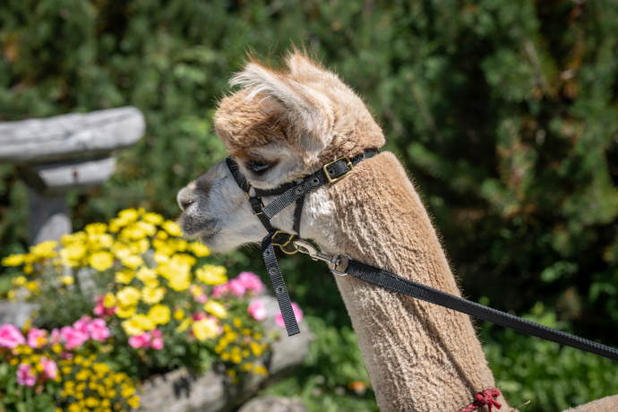Trekking con lama e alpaca Trekking con lama e alpaca