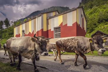 Alcune mucche transitano davanti alla cappella all'entrata del villaggio di Rossa